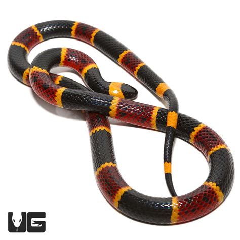 Eastern Coral Snake Micrurus Fulvius For Sale Underground Reptiles