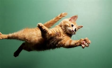 A Compilation Video Of Impressive Cat Jumps And Hilarious Failed Attempts