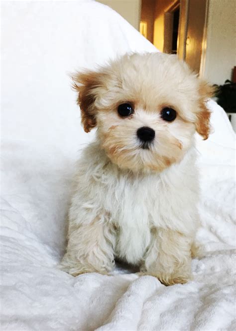 Maybe you would like to learn more about one of these? Teacup Maltipoo Puppy for sale los angeles, ca | iHeartTeacups