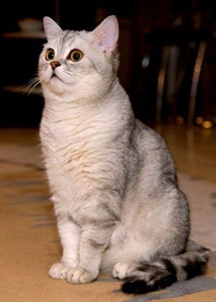 Harga dan perawatan dari kucing ini cukup mahal. Kucing British Shorthair Harga - British Shorthair