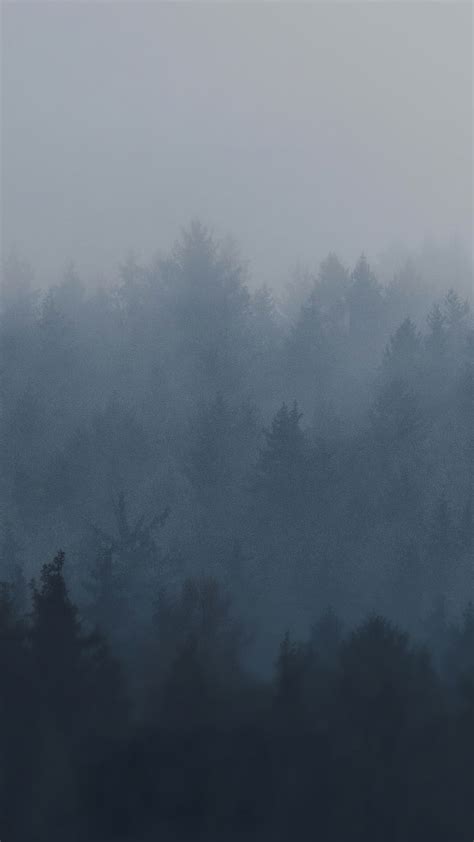 Discover 75 Foggy Forest Wallpaper Best Vn