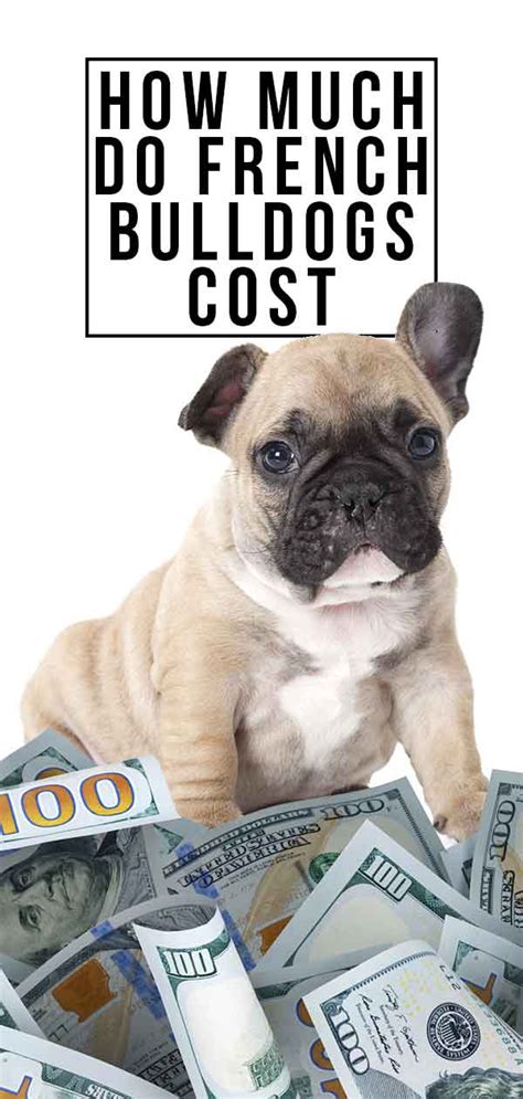 From mugs to jewelry to umbrellas, it's a breed lover's dream. How Much Do French Bulldogs Cost - Will This Breed Break ...