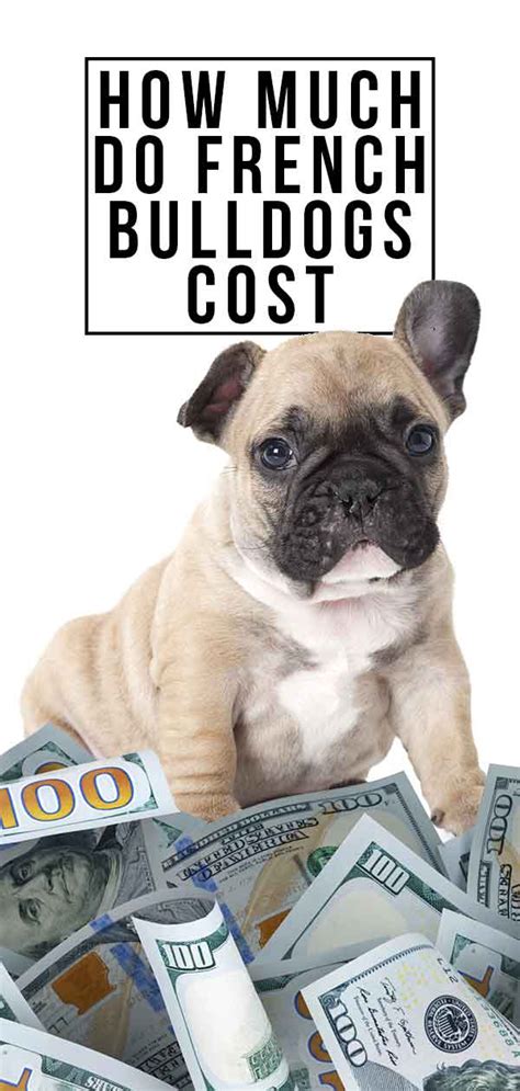 It's free to post an ad. How Much Do French Bulldogs Cost - Will This Breed Break ...