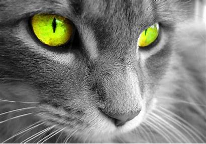 Eyes Cat Gray Wallpapers Desktop Kittens Backgrounds