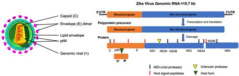Zika Virus And Its Association With Neurological Disorders