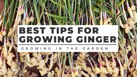 How To Plant And Grow Ginger In Any Climate Plus Turmeric Growing Tips