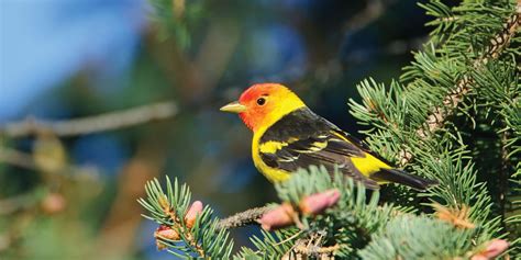 Birding Travel Oregon In 2021 Bird Oregon Travel Bird Species