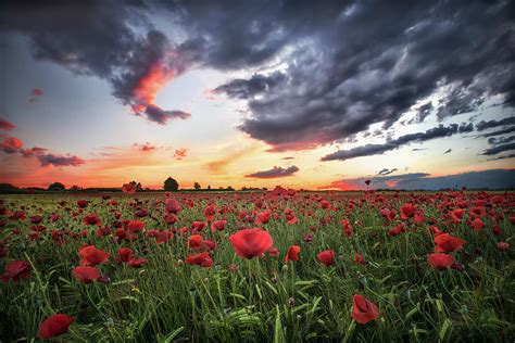 Poppies And Sunset Photograph By Jesús M García Fine Art America