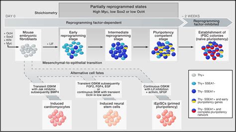 Epigenetics Of Reprogramming To Induced Pluripotency Cell