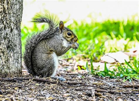 Squirrel Eating Nut Squirrel Background Stock Photo Image Of