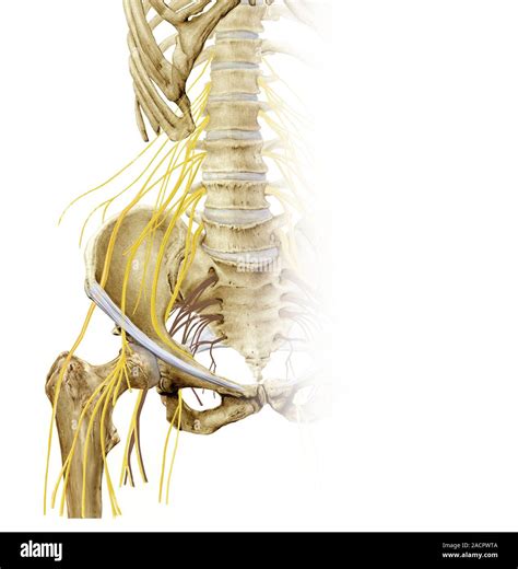 Right Hip And Nerve Plexus Artwork Of The Nerves Yellow And Bones Of