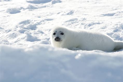 How To See Harp Seal Pups In Canada Pint Size Pilot
