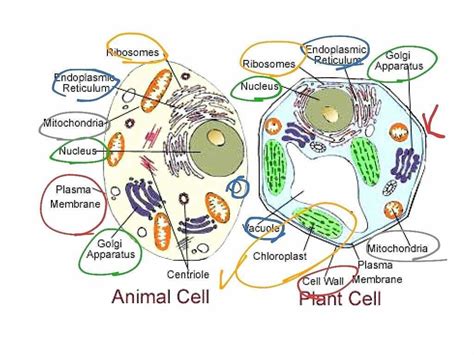 Neo hears the voices around him. Cells Alive Animal Cell Worksheet Answer Key — db-excel.com