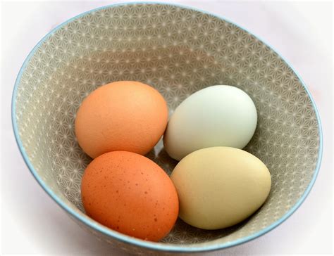 달걀 갈색 계란 그륀레거 암탉의 Pixabay의 무료 사진 Pixabay