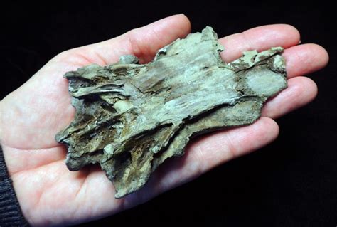 New Species Of Fossil Found Along Calvert Cliffs Southern Maryland News Net Southern