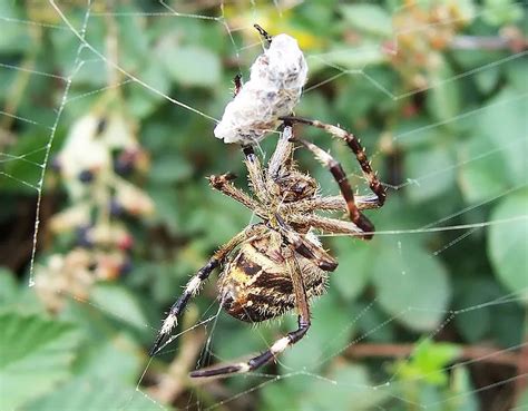 Garden Orb Weaver Spider 21 Facts You Wont Believe