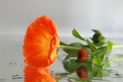 In this video, devereux center for resilient children early childhood specialist and national trainer nefertiti b. Free Images : water, flower, petal, bloom, wet, orange ...