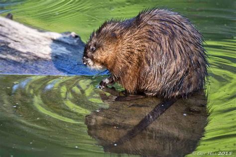 Country Captures Muskrats A Glimpse Into Their World