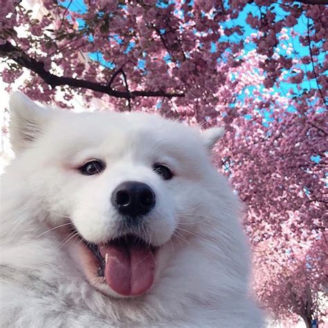 Cute Aesthetic Dog Best 1001 Cute Wallpapers