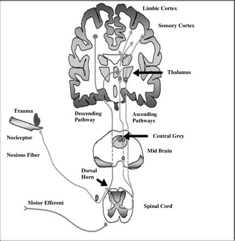 1 Anatomical Overview Of Pain Pathwaysadapted From Vadivelu Et Al