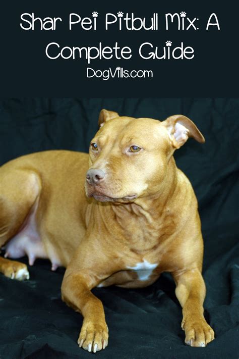 Shar Pei Pitbull Mix Everything You Need To Know Dogvills
