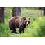 20 Amazing Grizzly Bear Facts  Our Planet