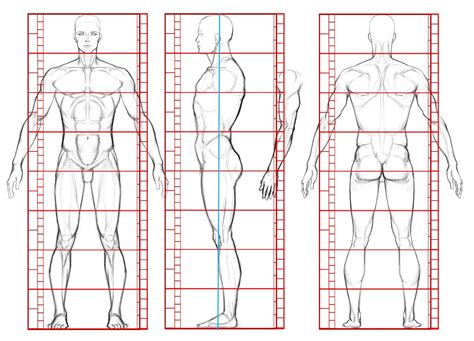 Human Male Turnaround Proportions/Anatomy. #Turnaround #View #Anatomy #Proportions #Art #Figure 