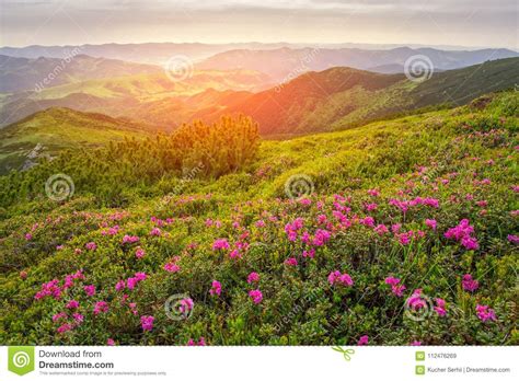 Magic Pink Rhododendron Flowers On Summer Mountain Stock Image Image