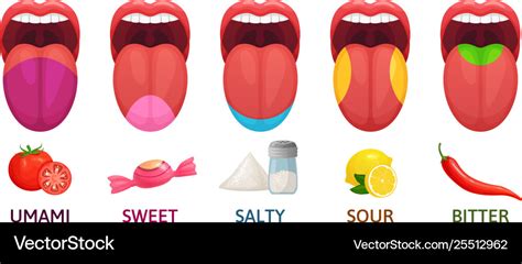 Tongue Taste Areas Sweet Bitter And Salty Tastes Vector Image
