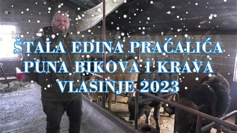 Štala Edina PraĆaliĆa Puna Bikova I Krava Vlasinje 2023 Youtube