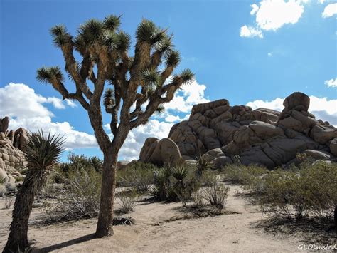The agencies, as part of their continuing effort to reduce paperwork and respondent burden, invites the general public and other federal agencies to comment on a continuing information collection, as required by the paperwork reduction act of 1995 (pra). In and out of Joshua Tree with stops along the way - Geogypsy