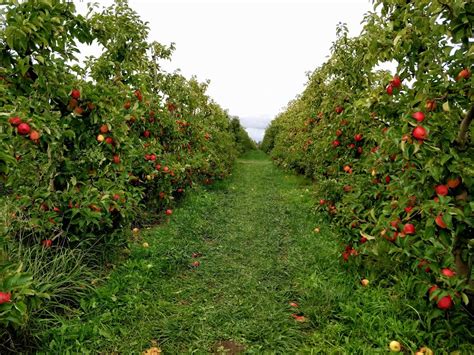 8 Best Apple Picking Farms And Orchards In Washington State 2024