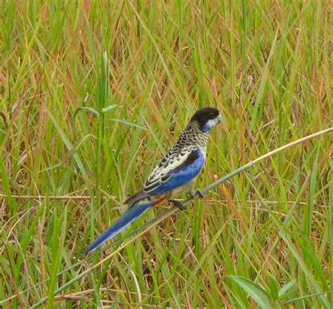 Brownsittich englisch | brownsittich translation. Brownsittich (Platycercus venustus) - Exotische Vögel ...