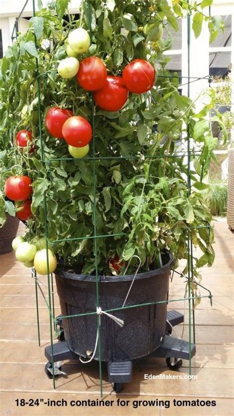 Patio Tomato Plant Containers For More Organic Gardening
