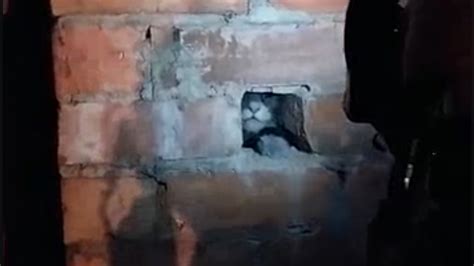 Emergency Services Rescue Cat Stuck In Chimney IBTimes UK