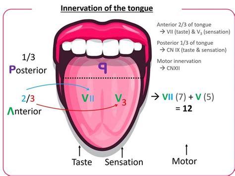 Cranial Nerve Innervation Of The Tongue Mnemonic Cranial Nerves
