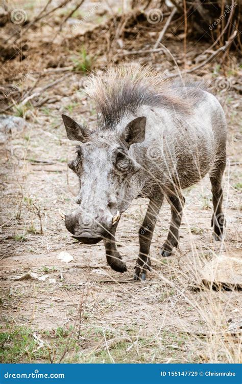 Warthog Phacochoerus Africanus Taken In South Africa Stock Image