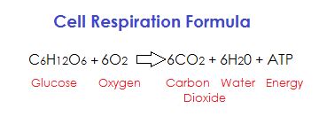 Write the complete overall chemical equation for cellular respiration using chemical symbols instead of words the products of photosynthesis are the reactants for cellular respiration and the inverse for the. Write a word equation for respiration-App For Writing Down ...