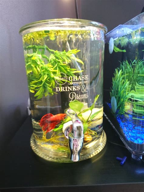 If you lust over the kind of unique betta fish tanks. Pin by corri barrett on Pet ideas (With images) | Cool fish tanks, Betta fish tank, Cool fish