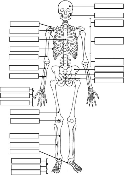 Diagram Of The Skeletal System With Labels Photos Cantik