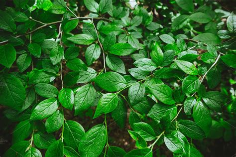 Green leaves | High-Quality Nature Stock Photos ~ Creative Market
