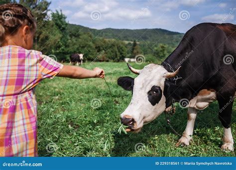 Kid Feeding Cow With Green Grass During Their Summer Vacation On The