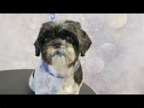 Section off the hair into three parts: Grooming Guide - Grooming Shih Tzu (short cut)#22 - YouTube