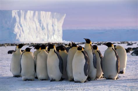 Art Wolfe In Search Of Emperor Penguins In Antarctica Digital