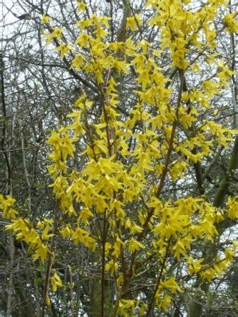 Yellow flower bush spring promotion template. Top 10 Spring Flowering Shrubs | Gardeners Tips
