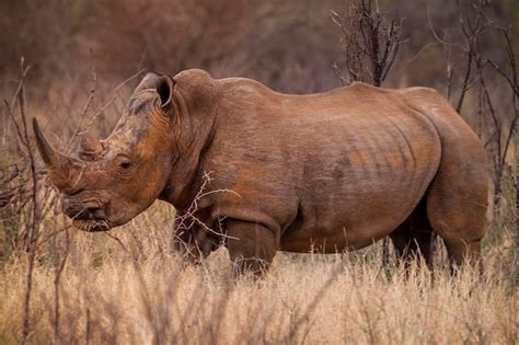 Premium Photo Side View Of Rhinoceros On Field