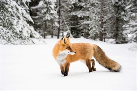 20 Amazing Fox Facts Our Planet