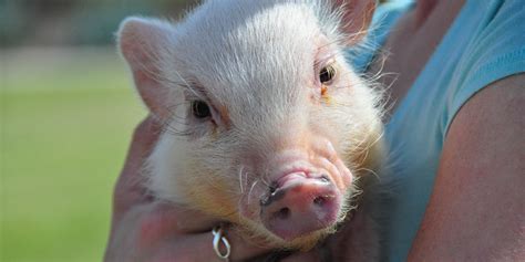 Pigs Are Highly Social And Really Smart So Um About Eating Them