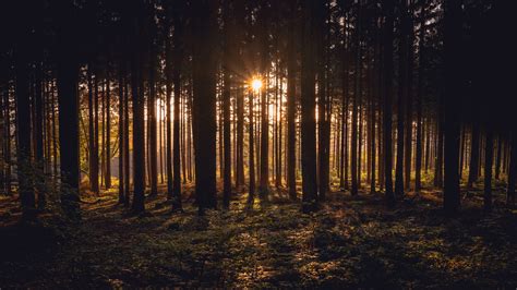 Sunlight Passing Through Dark Trees In Forest During Sunset Time 4k Hd Nature Wallpapers Hd