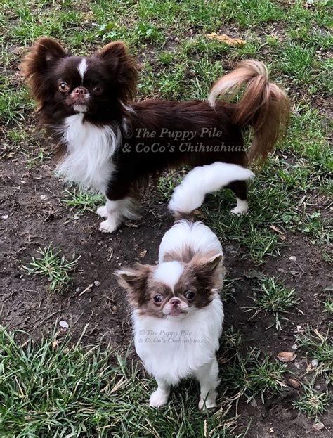 Teacup (3) apply teacup filter. Micro Teacup Chihuahua Puppies For Sale In Michigan